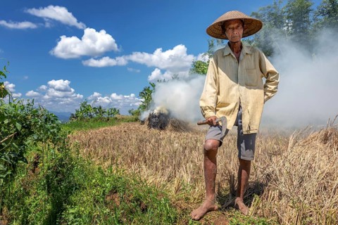 Indonesian rice farmer