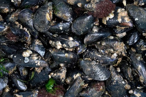 Mytilus (Mytilus) on the beach