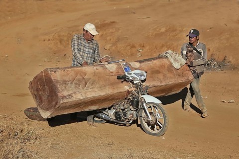 Illegal timber transport with a moped on the way to Vietnam
