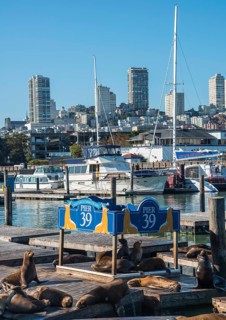 Californian Sea Lions (Zalophus californianus) at Pier 39