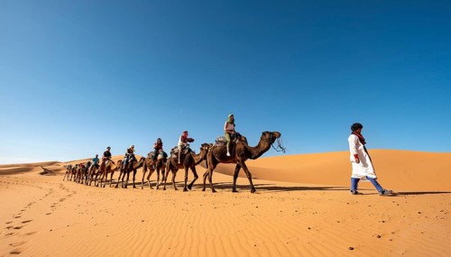 Caravan with dromedaries (Camelus dromedarius)