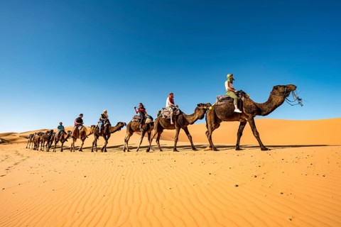 Caravan with dromedaries (Camelus dromedarius)
