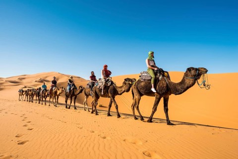 Caravan with dromedaries (Camelus dromedarius)