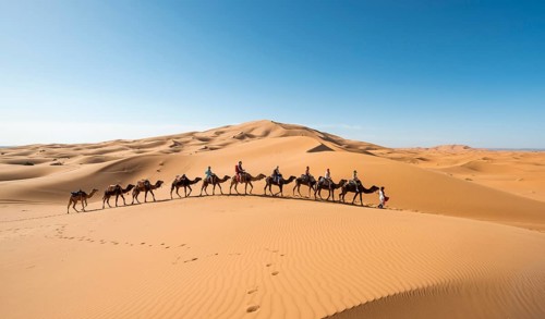 Caravan with dromedaries (Camelus dromedarius)