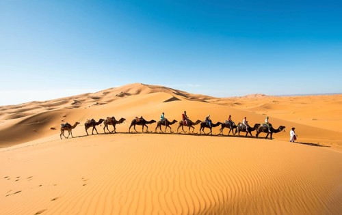 Caravan with dromedaries (Camelus dromedarius)