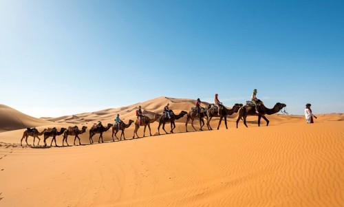 Caravan with dromedaries (Camelus dromedarius)