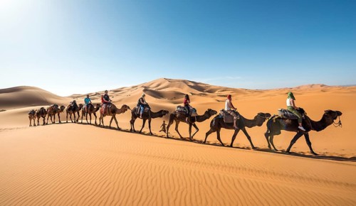 Caravan with dromedaries (Camelus dromedarius)