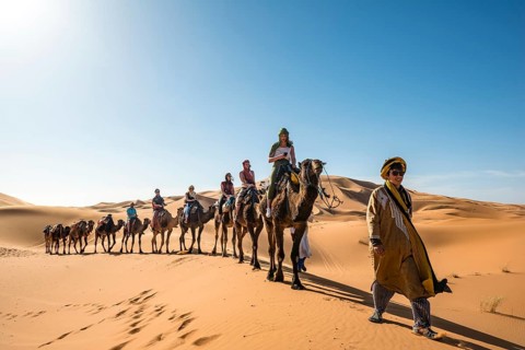 Caravan with dromedaries (Camelus dromedarius)