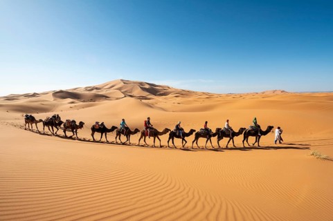 Caravan with dromedaries (Camelus dromedarius)
