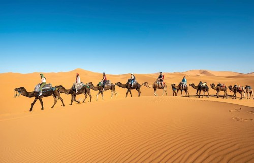 Caravan with dromedaries (Camelus dromedarius)