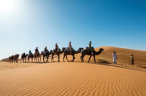 Caravan with dromedaries (Camelus dromedarius)