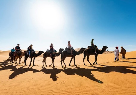 Caravan with Dromedary (Camelus dromedarius)