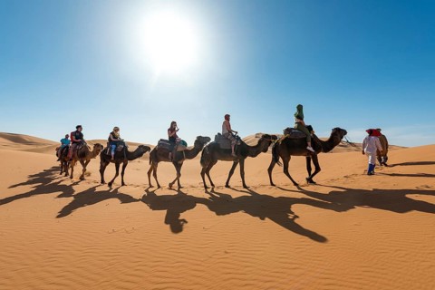 Caravan with Dromedary (Camelus dromedarius)