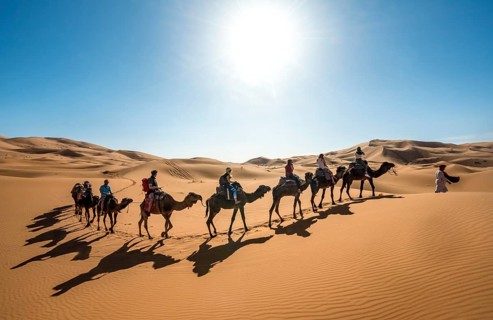Caravan with Dromedary (Camelus dromedarius)