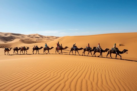 Caravan with dromedaries (Camelus dromedarius)