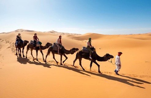 Caravan with dromedaries (Camelus dromedarius)