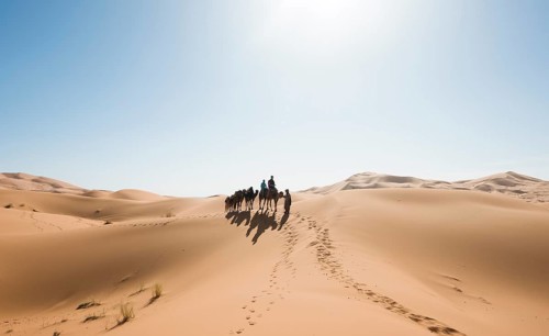 Caravan with Dromedary (Camelus dromedarius)