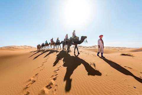 Caravan with Dromedary (Camelus dromedarius)
