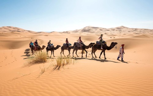 Caravan with dromedaries (Camelus dromedarius)