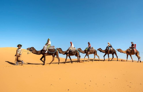 Caravan with dromedaries (Camelus dromedarius)