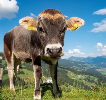 Young calf (Bos primigenius taurus) on a mountain pasture