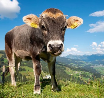 Young calf (Bos primigenius taurus) on a mountain pasture