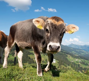 Young calf (Bos primigenius taurus) on a mountain pasture