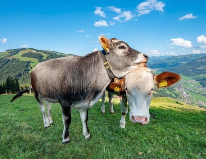 Two young calves (Bos primigenius taurus) cuddling together on alpine meadow