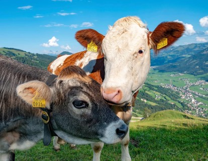 Two young calves (Bos primigenius taurus) cuddling together on alpine meadow