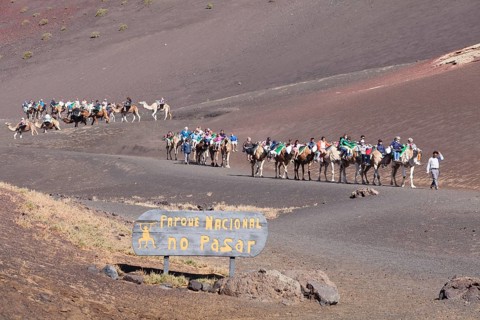 Tourists riding on dromedaries in Timanfaya National Park