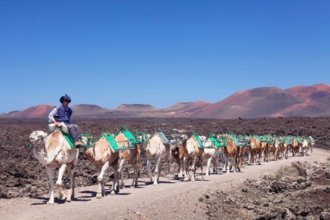 Caravan of dromedaries in Timanfaya National Park