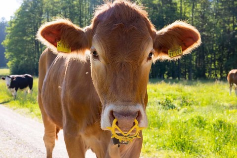 Calf with spiked nose ring