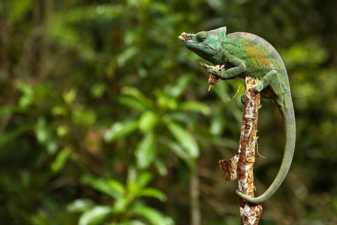 Parson's Chameleon (Calumma parsonii cristifer) male
