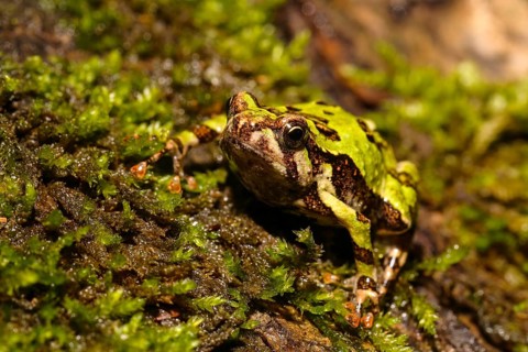 Madagascar Rain Frog (Scaphiophryne madagascariensis)