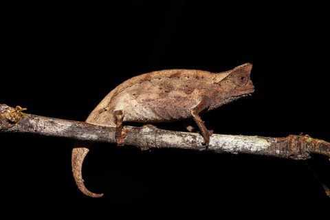Brown leaf chameleon (Brookesia superciliaris)