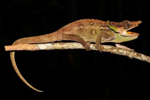 Malthe Chameleon (Calumma malthe) male