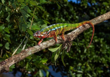 Panther chameleon (Furcifer Pardalis)