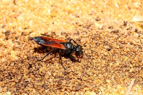 Spider Wasp (Pompilinae ssp.)