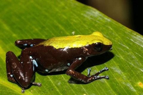 Green-backed Mantella (Mantella laevigata)