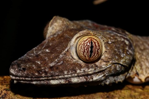 Flat-tailed gecko (Uroplatus fimbriatus) female