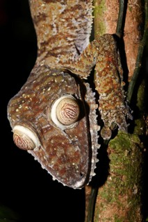 Flat-tailed gecko (Uroplatus fimbriatus)