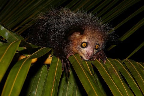 Aye-aye (Daubentonia madagascariensis) on palm leaf