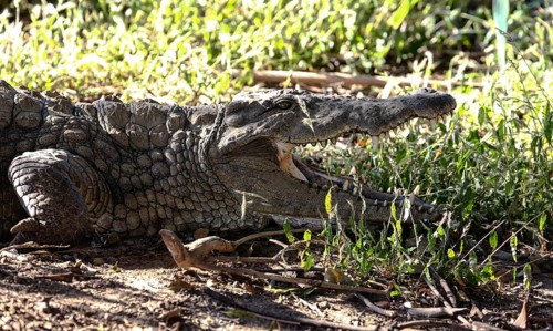 Madagascar Nile crocodile (Crocodylus niloticus madagascariensis) with open mouth