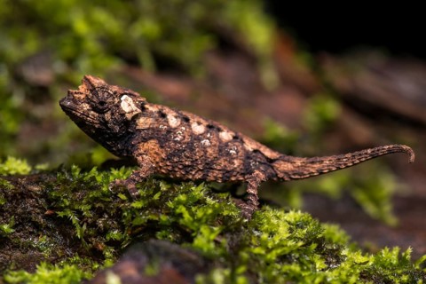 Earth chameleon species (Brookesia ebenaui)