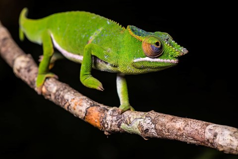 Glam-rock chamaleon (Furcifer timoni)
