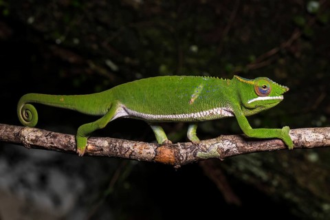 Glam-rock chamaleon (Furcifer timoni)
