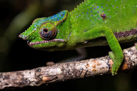 Glam-rock chamaleon (Furcifer timoni)