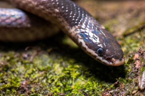 Pseudoxyrhopus ambreensis (Pseudoxyrhopus ambreensis)