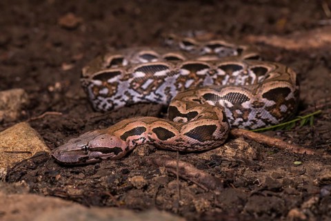 Malagasy ground boa (Acrantophis madagascariensis)