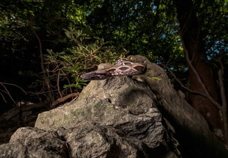 Malagasy ground boa (Acrantophis madagascariensis) snakes on rock